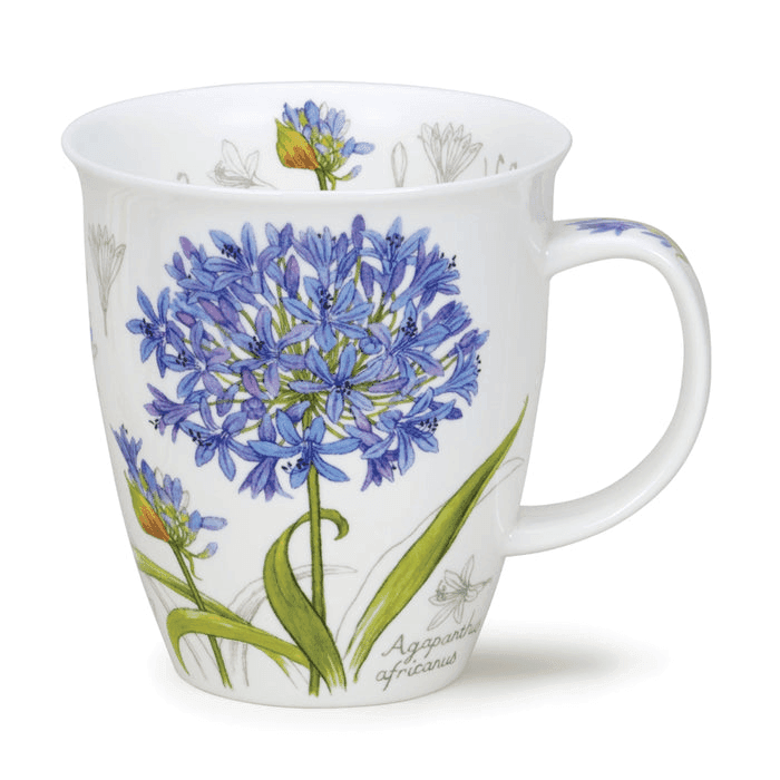 Nevis, Botanical Sketch Agapanthus