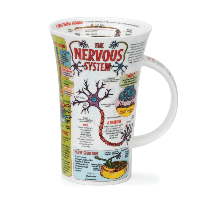 Glencoe, The Nervous System